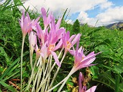 65 Colchicum autumnale (Colchico d'autunno)